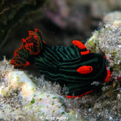 nembrotha kubaryana found during snorkeling at sulamadaha... by Adita Agoes 